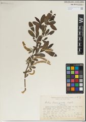 Foto von Salix laevigata Bebb